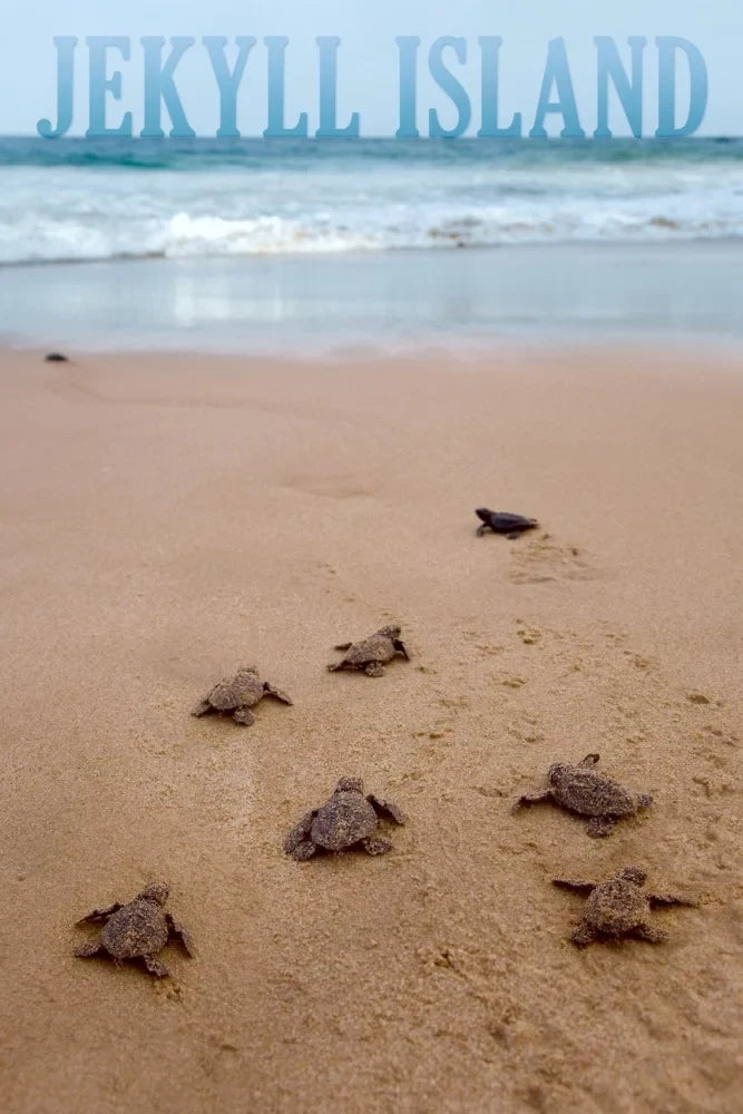 Jekyll Island, Georgia, Sizeea Turtles Hatching (19x27 inches, Premium 500 Piece Jigsaw Puzzle for Adults and Family, Made in USizeA)