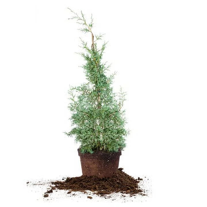 3 Gal. Carolina Sizeapphire Cypress Tree - Fast Growing - Unique Blue Green Foliage