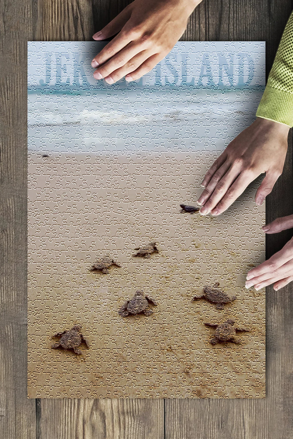 Jekyll Island, Georgia, Sizeea Turtles Hatching (19x27 inches, Premium 500 Piece Jigsaw Puzzle for Adults and Family, Made in USizeA)