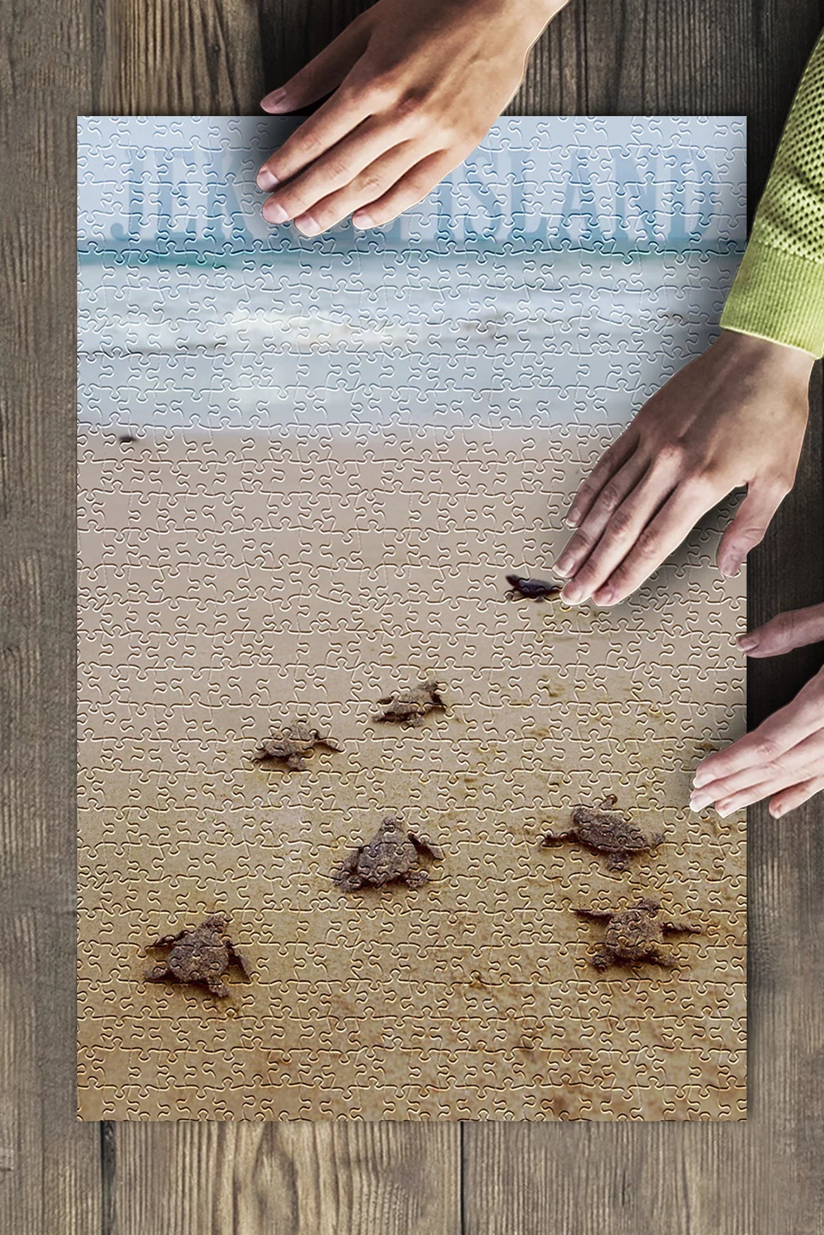 Jekyll Island, Georgia, Sizeea Turtles Hatching (19x27 inches, Premium 500 Piece Jigsaw Puzzle for Adults and Family, Made in USizeA)