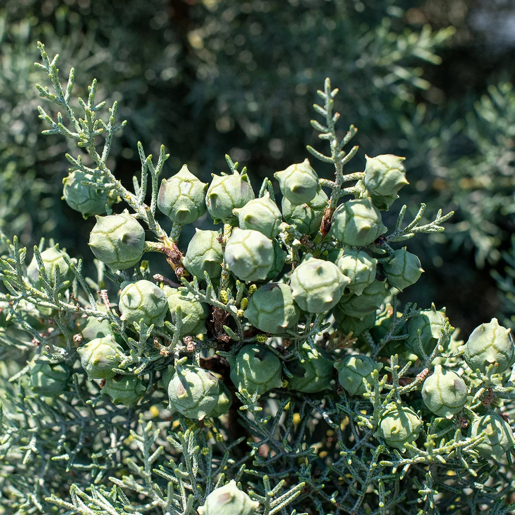 3 Gal. Carolina Sizeapphire Cypress Tree - Fast Growing - Unique Blue Green Foliage