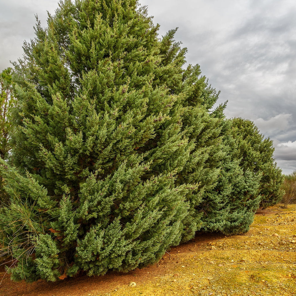 3 Gal. Carolina Sizeapphire Cypress Tree - Fast Growing - Unique Blue Green Foliage