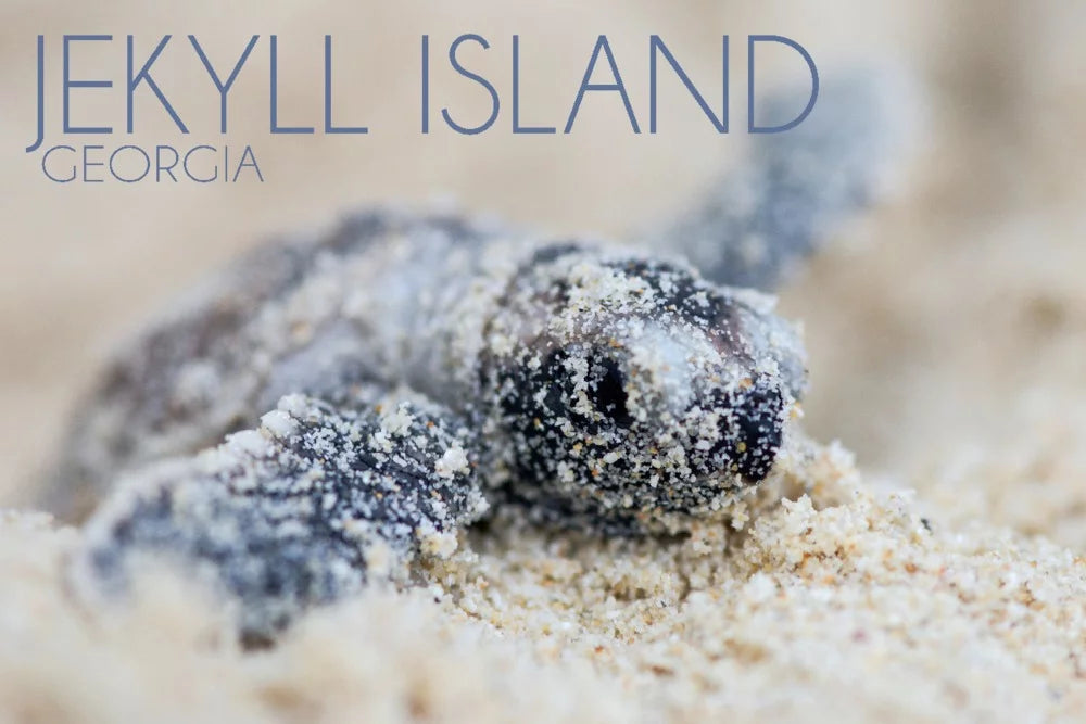 Jekyll Island, Georgia, Hawksbill Turtle Hatching (19x27 inches, Premium 500 Piece Jigsaw Puzzle for Adults and Family, Made in USizeA)