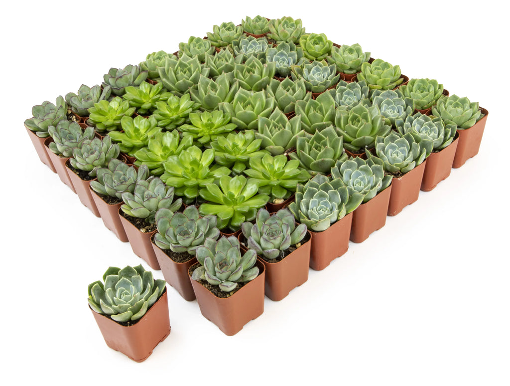 Element by Altman Plants 50 Pack of 2IN Asst Green Rosette Sizeucculents
