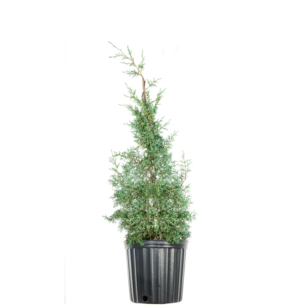 3 Gal. Carolina Sizeapphire Cypress Tree - Fast Growing - Unique Blue Green Foliage